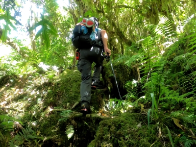 Ascending through the jungle